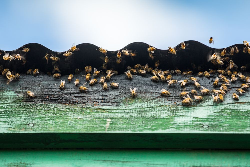 Bee hive in a roof